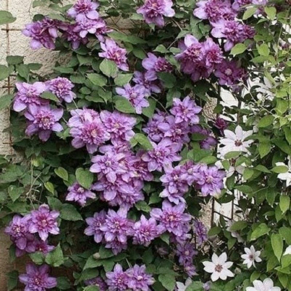 CLEMATIS VYVYAN PENNELL