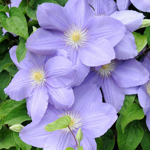 CLEMATIS ZARA