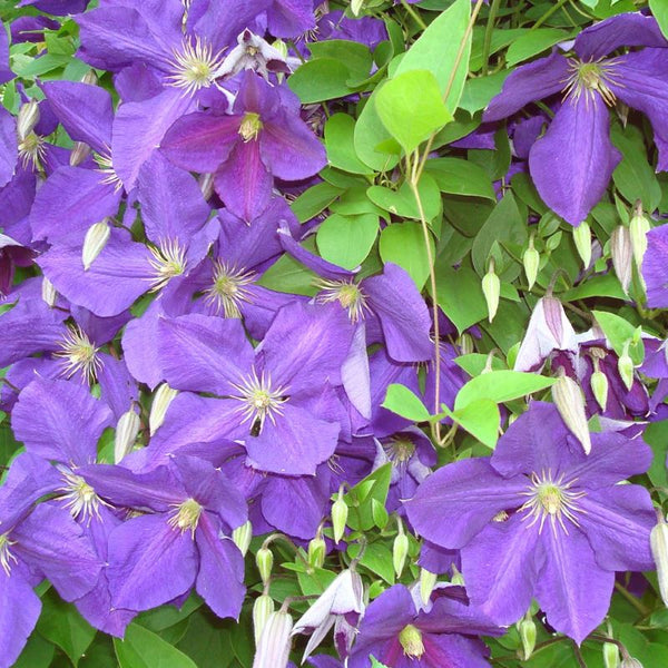 CLEMATIS JACKMANII