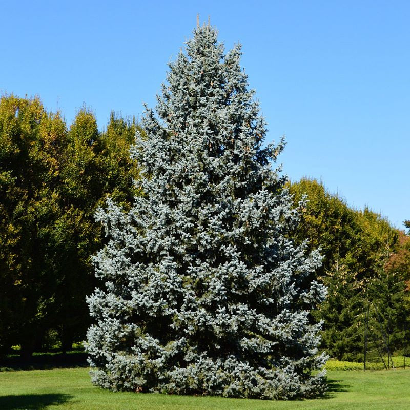 SPRUCE COLORADO BLUE