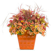 Petunia Supertunia - Honey