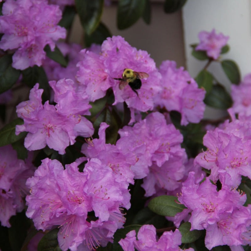 Compact Maximum Rhododendron RHODODENDRON PJM COMPACT – Knippel Garden Centre