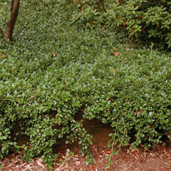 COTONEASTER CORAL BEAUTY