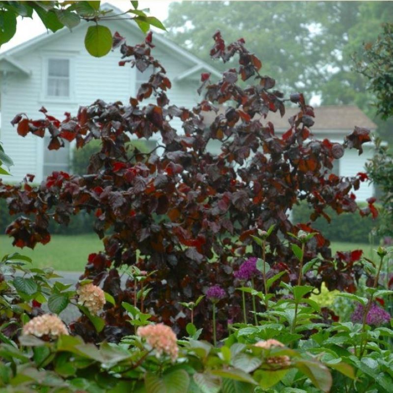 CORKSCREW HAZEL RED DRAGON