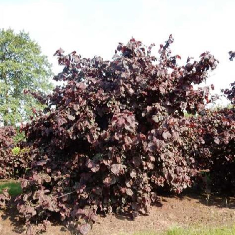 CORKSCREW HAZEL RED MAJESTIC