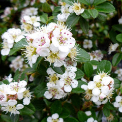 COTONEASTER CORAL BEAUTY