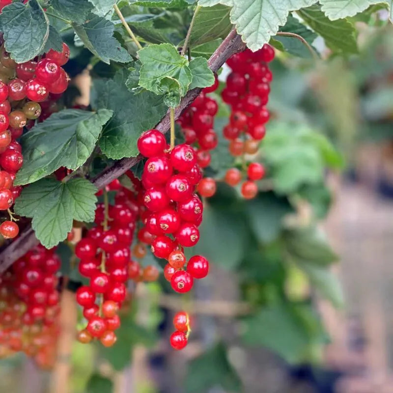 CURRANT RED JADE