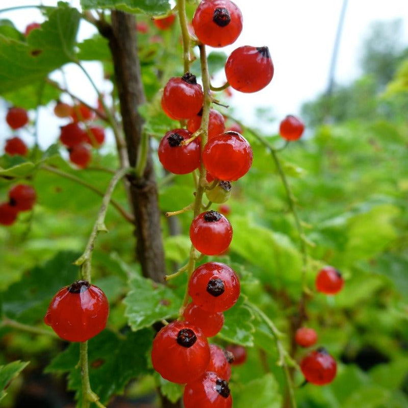 CURRANT RED