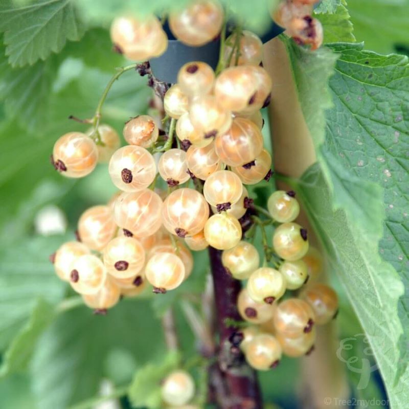 CURRANT WHITE PEARL