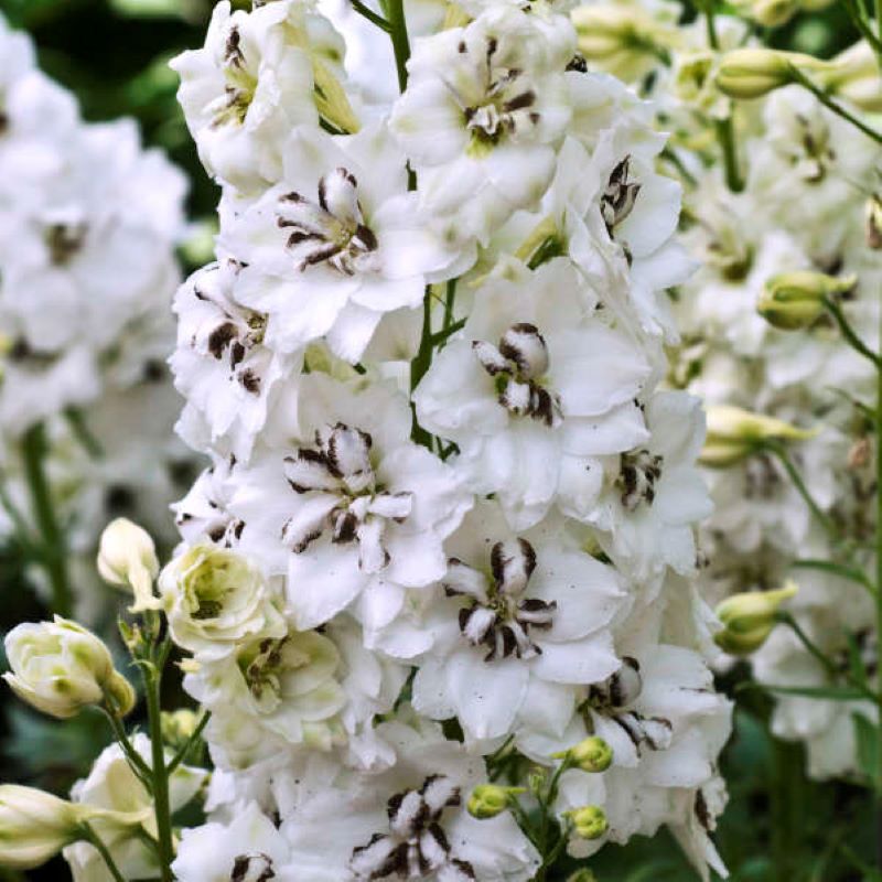 DELPHINIUM BLACK EYED ANGELS