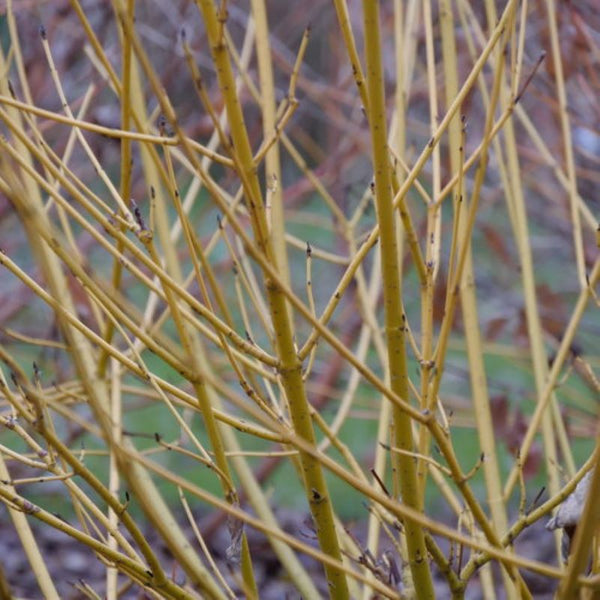 DOGWOOD ARTIC FIRE YELLOW