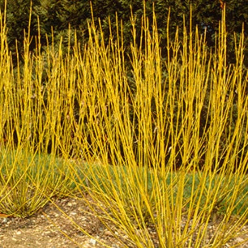 DOGWOOD BUDS YELLOW