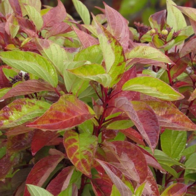 DOGWOOD FIREDANCE
