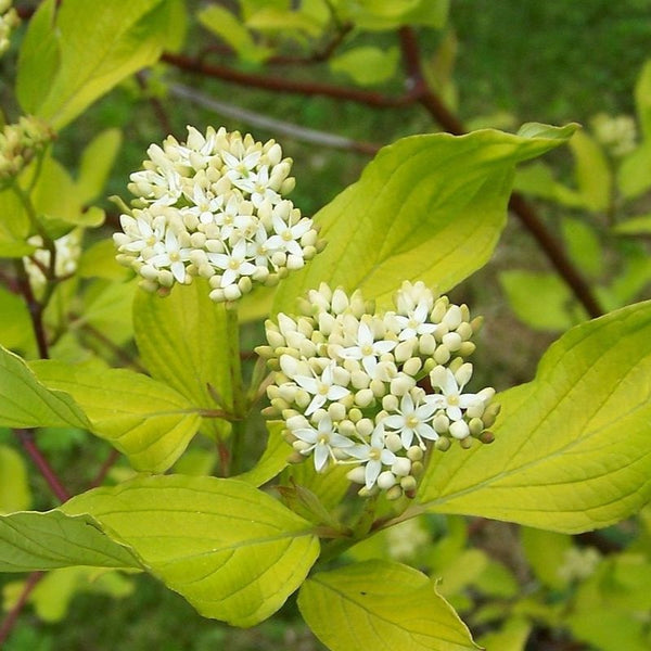 DOGWOOD GOLDENLEAF