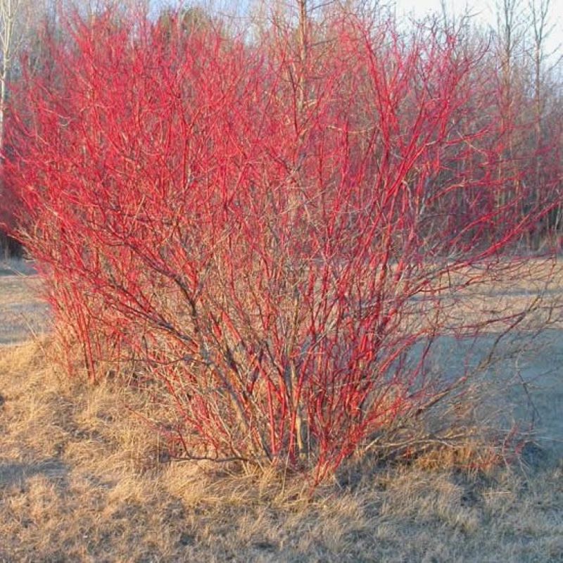 DOGWOOD RED OSIER