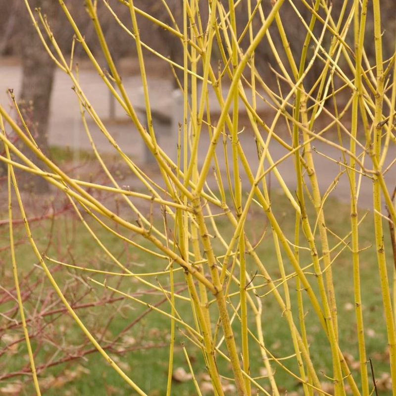DOGWOOD YELLOW TWIG