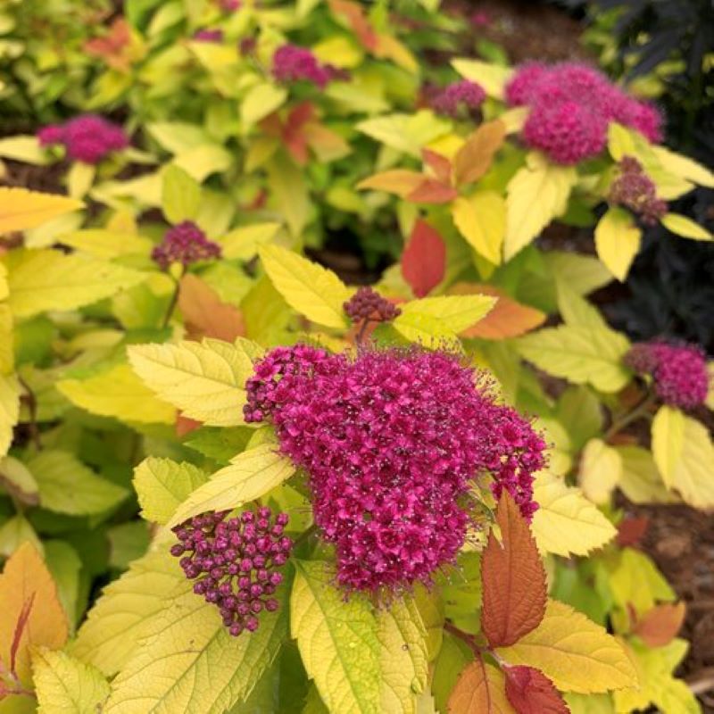 SPIREA DOUBLE PLAY CANDY CORN