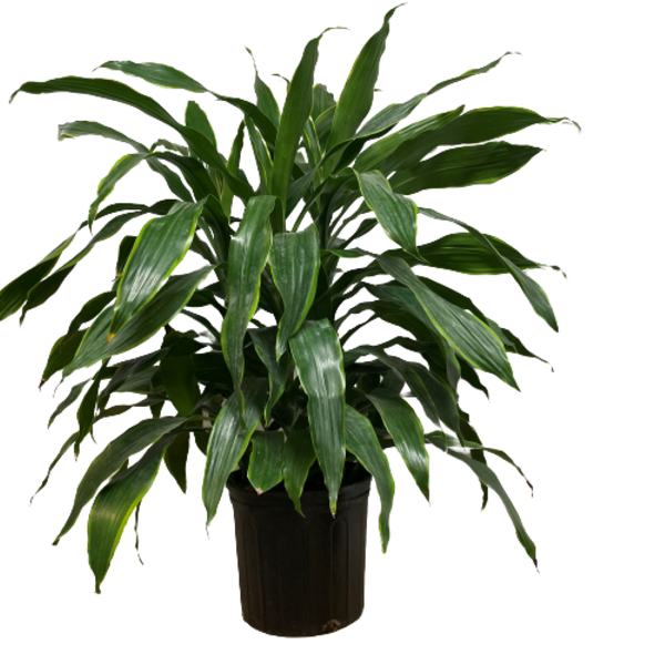 DRACAENA JANET CRAIG CARMEN