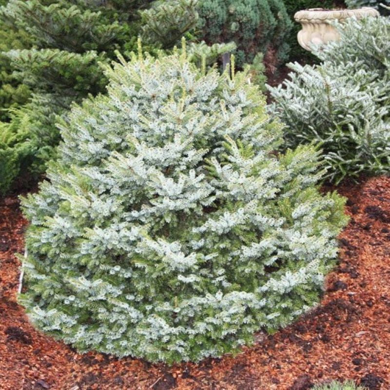 SPRUCE DWARF SERBIAN