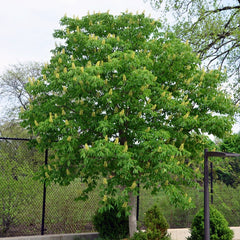 BUCKEYE EARLY GLOW