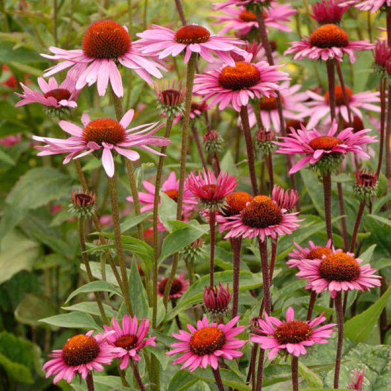 ECHINACEA FATAL ATTRACTION