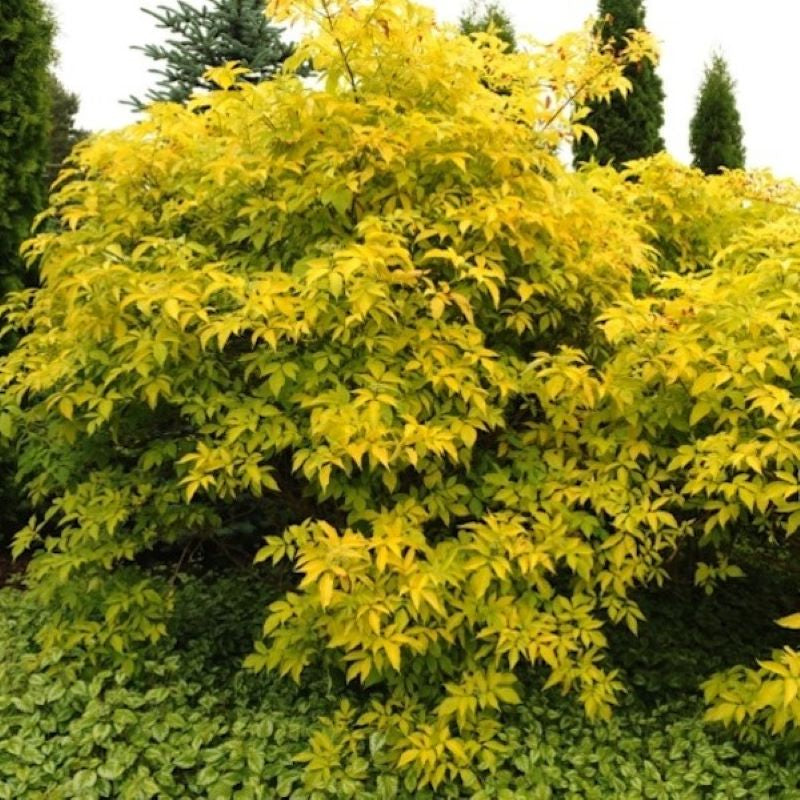 ELDERBERRY GOLDEN