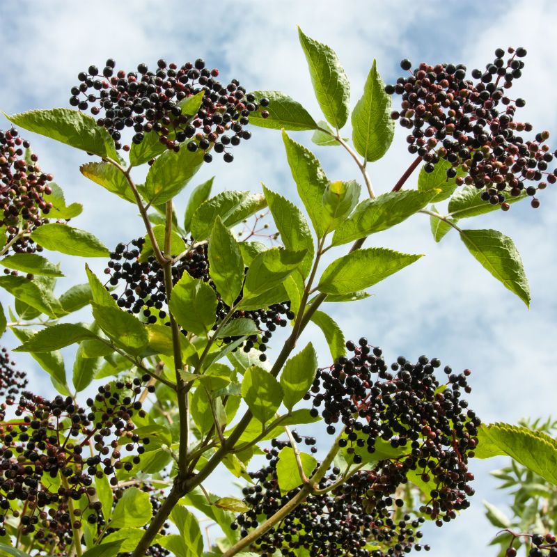 ELDERBERRY YORK