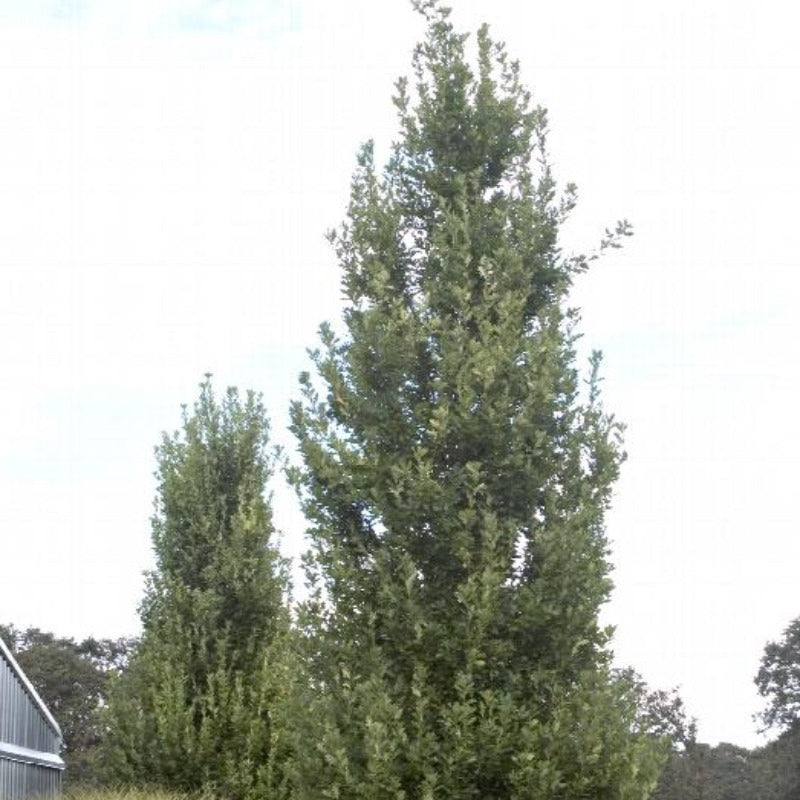 OAK PYRAMIDAL ENGLISH