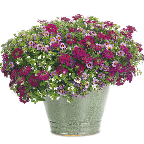 Proven Winners Evening Breeze Container Combo