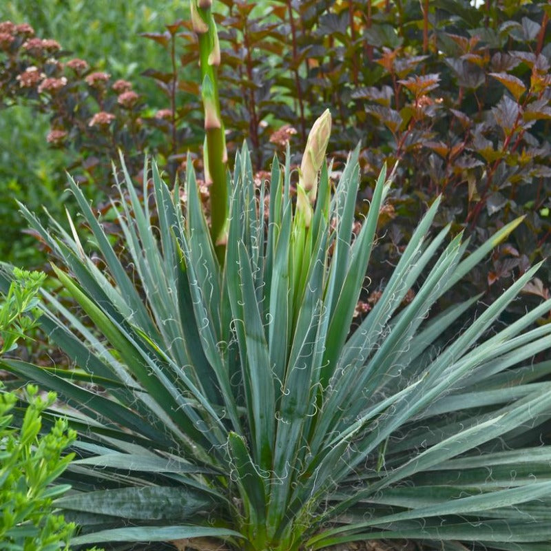 YUCCA EXCALIBUR