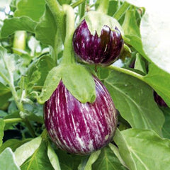 Eggplant - Pinstripe