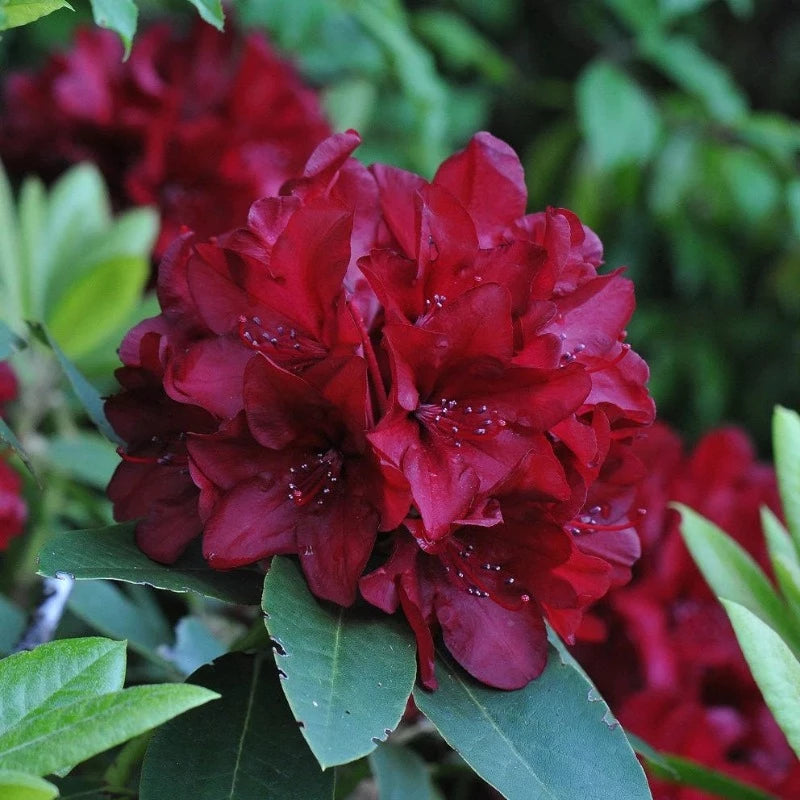 RHODODENDRON FIRESTORM
