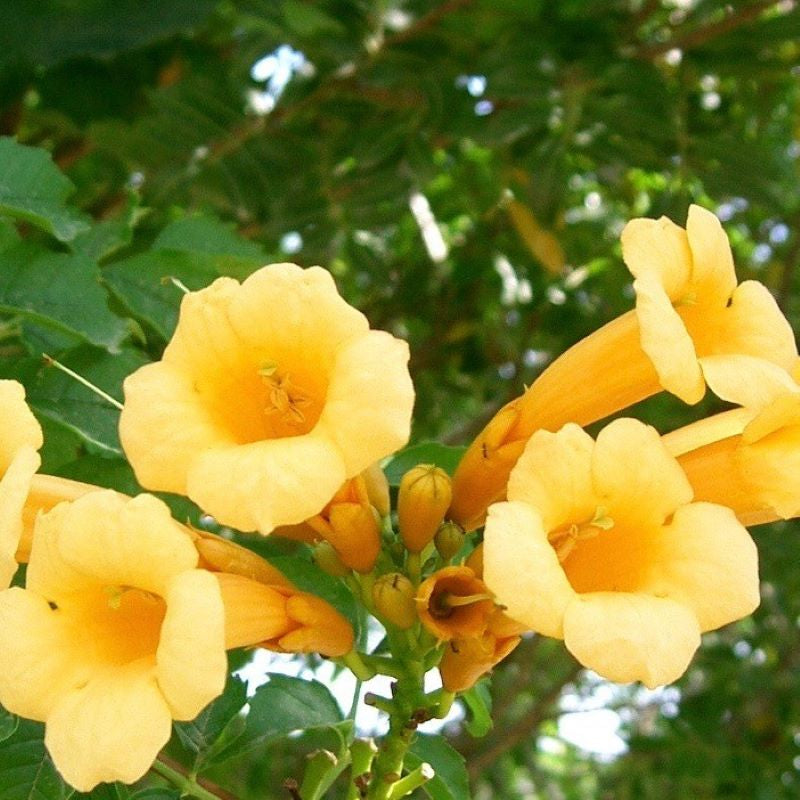 TRUMPET VINE FLAVA