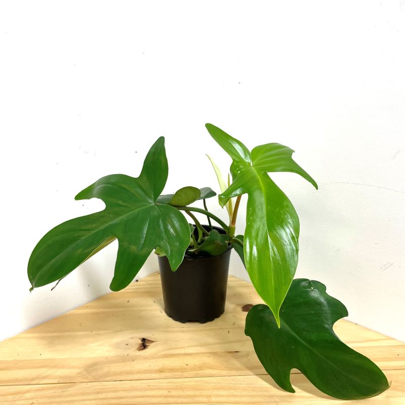 PHILODENDRON FLORIDA GREEN