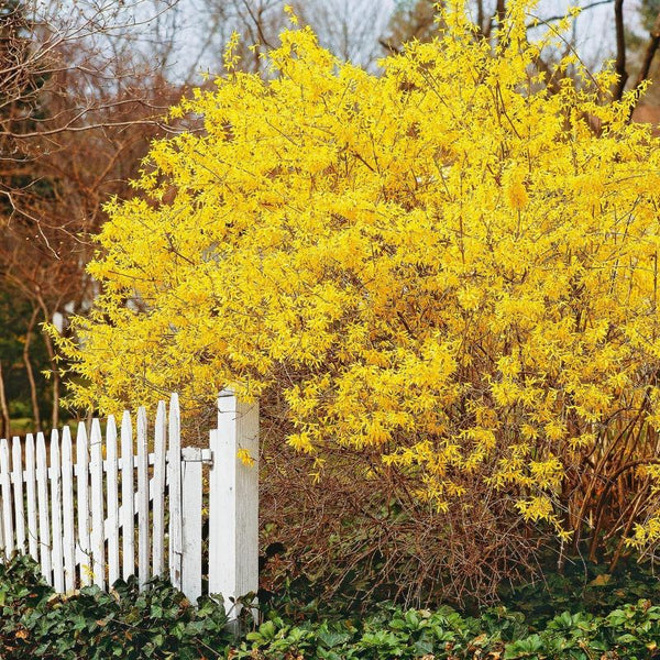 FORSYTHIA NORTHERN GOLD