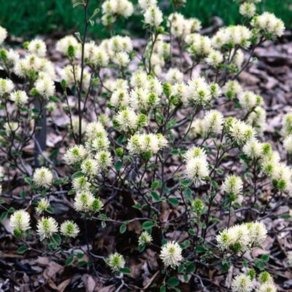 FOTHERGILLA DWARF