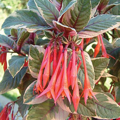 Fuchsia - Firecracker