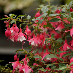 Fuchsia - White and Pink