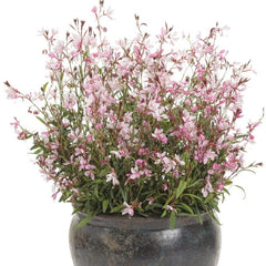 Gaura - Pink