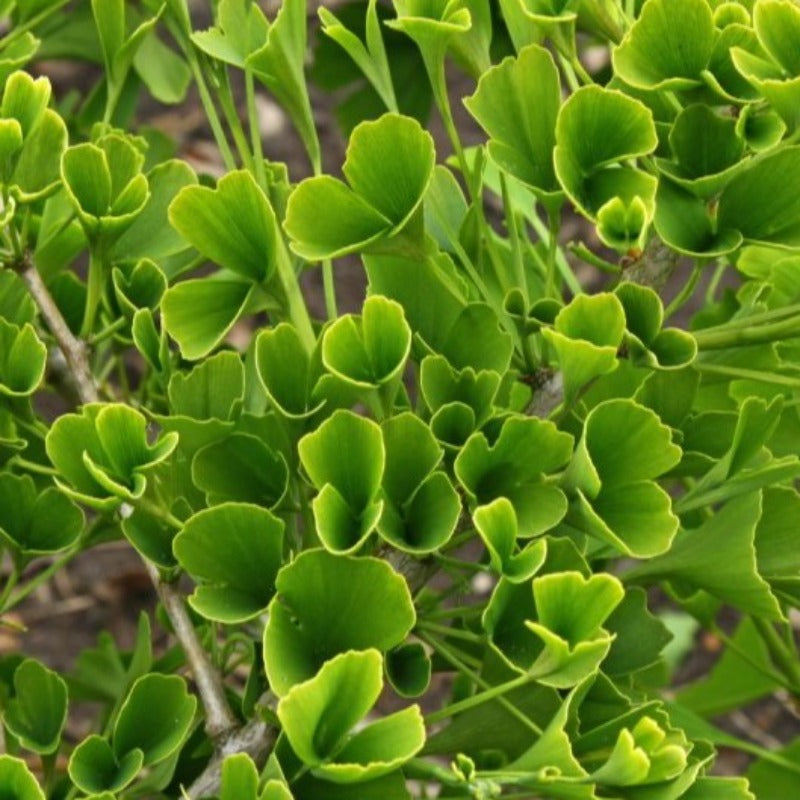 GINKGO TUBIFOLIA