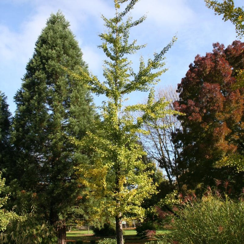 Ginkgo Gardens Ottawa | Fasci Garden