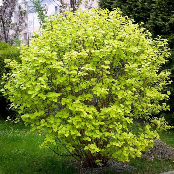 NINEBARK GOLDEN
