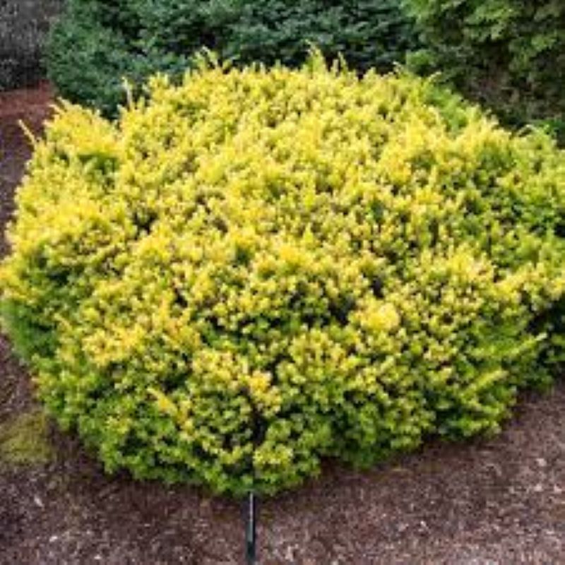 YEW GOLDEN JAPANESE Knippel Garden Centre