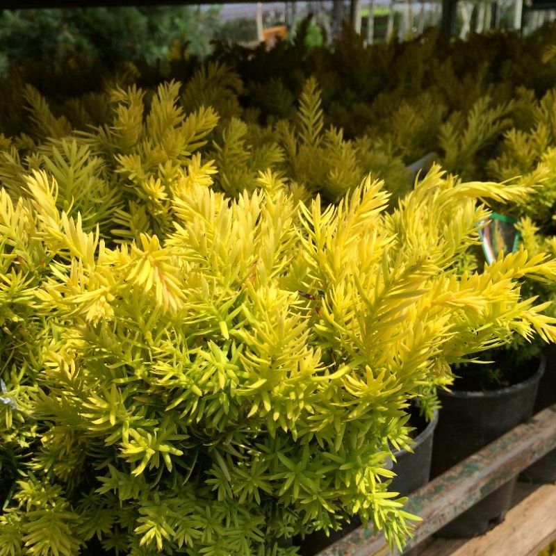 YEW DWARF GOLDEN JAPANESE