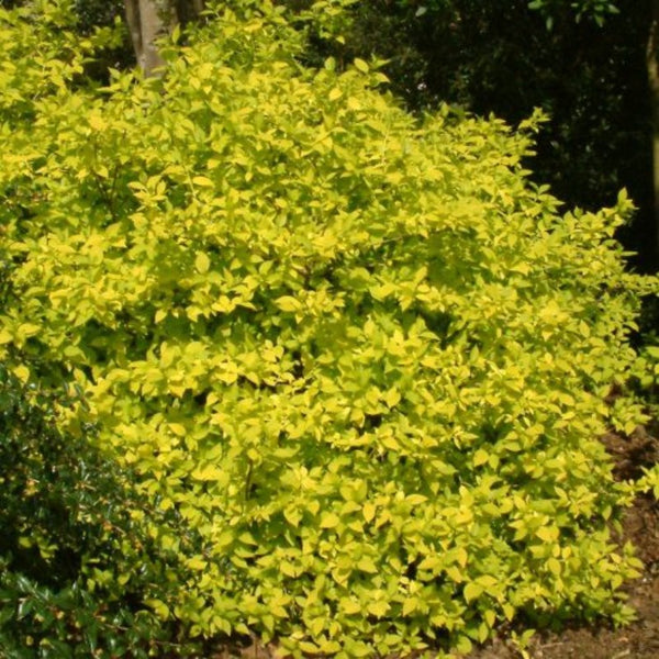 MOCK ORANGE GOLDEN