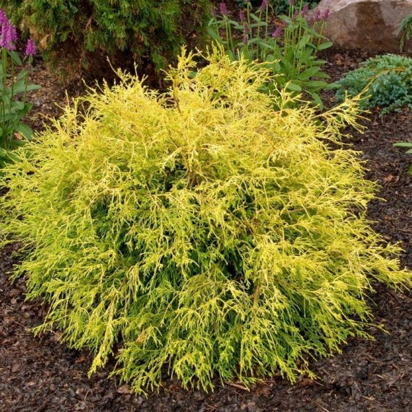 FALSE CYPRESS GOLDEN MOPS