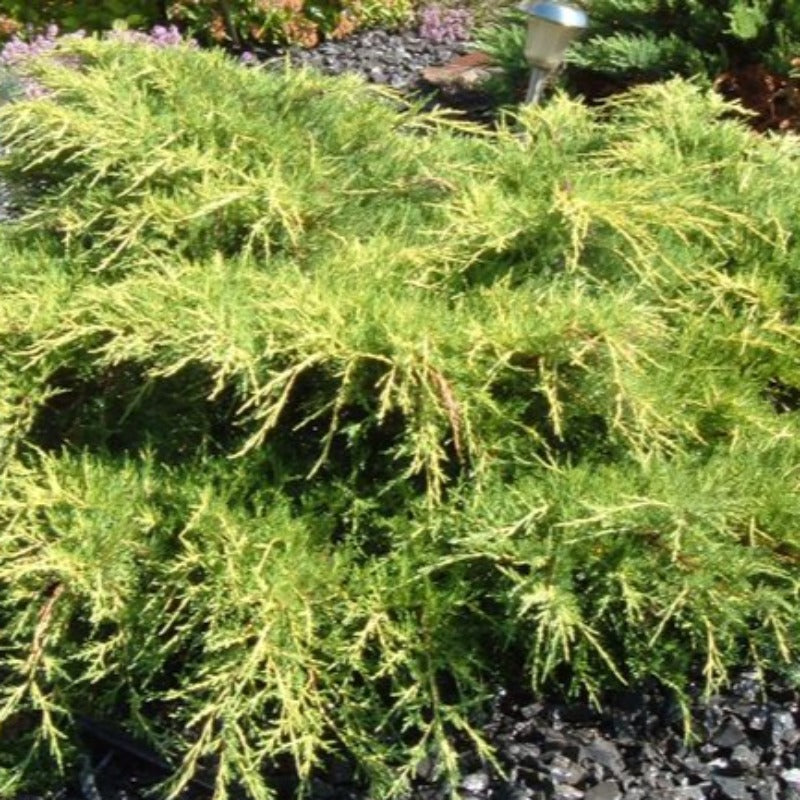 JUNIPER GOLDEN PFITZER