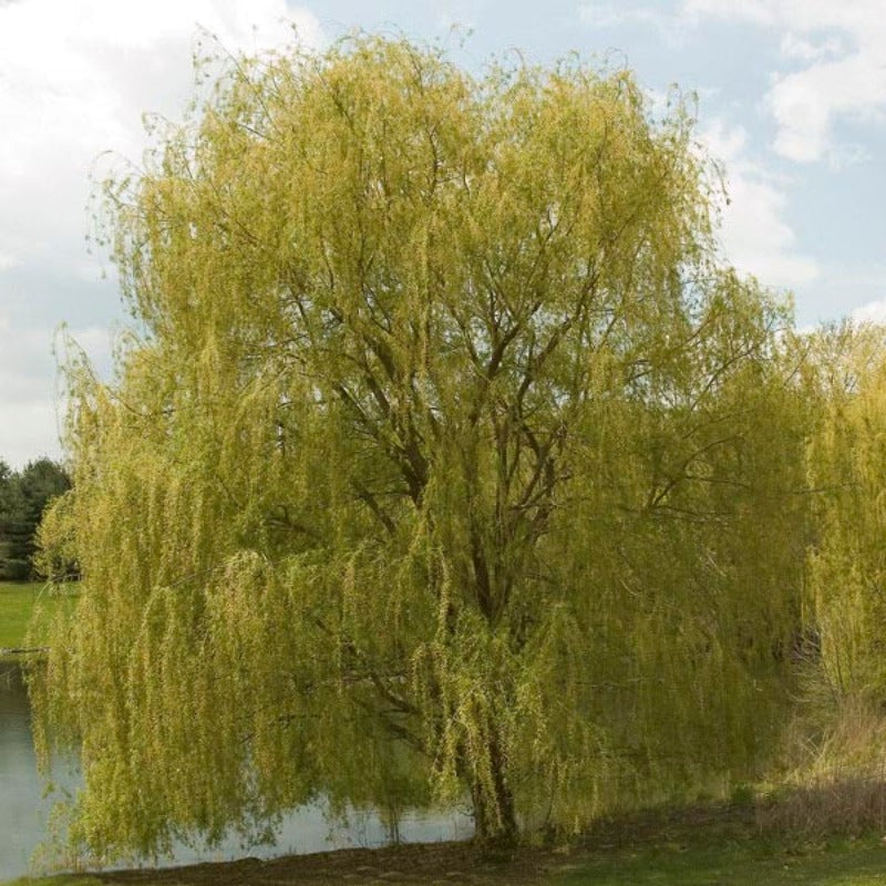 WILLOW GOLDEN WEEPING