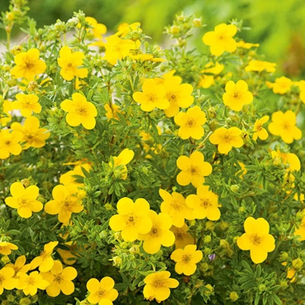 POTENTILLA GOLDFINGER