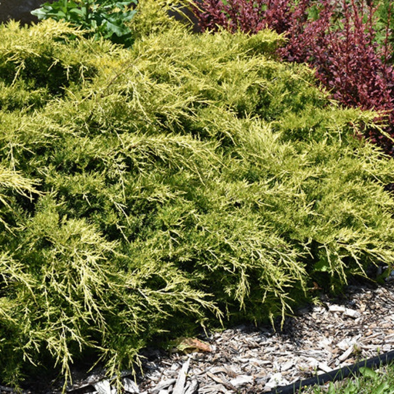 JUNIPER GOLD LACE